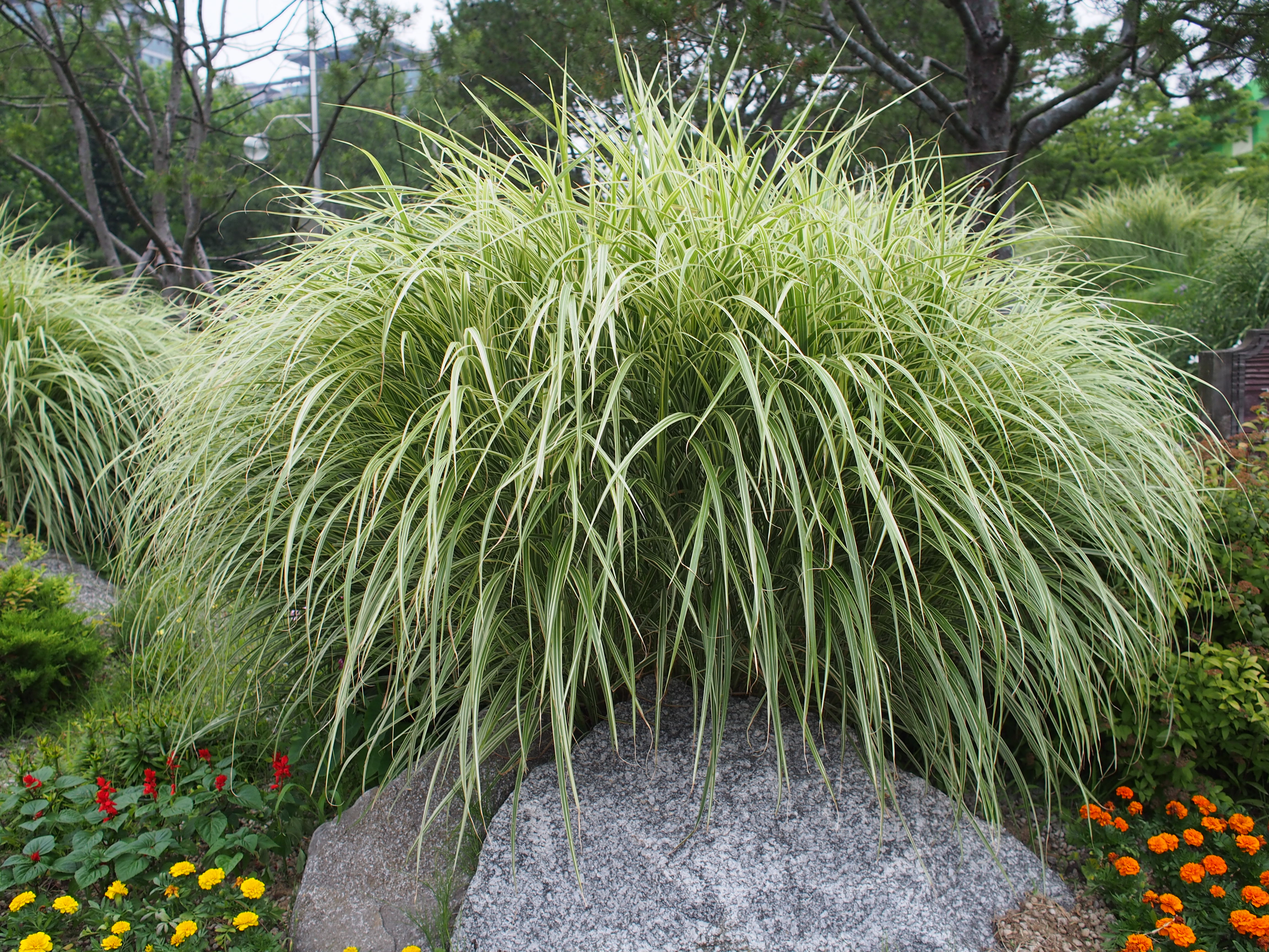 Miscanthus sinensis 'Variegatus'